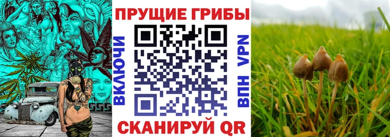 Галлюциногенные грибы мицелий  МЕГА сайт  Джанкой 